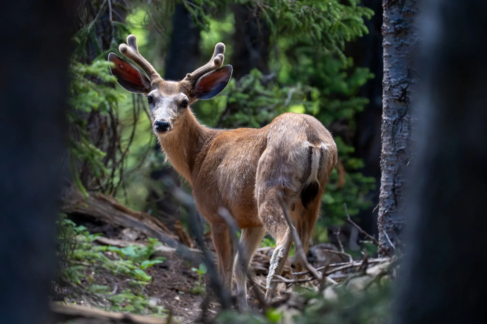 A mule deer buck in velvet stands among dark conifers, framed by tree trunks, ears spread as it looks toward the camera.