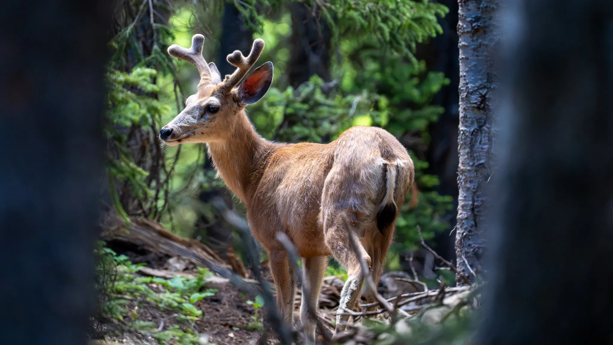 A mule deer buck with velvet antlers pauses in dappled subalpine forest, head turned to one side.