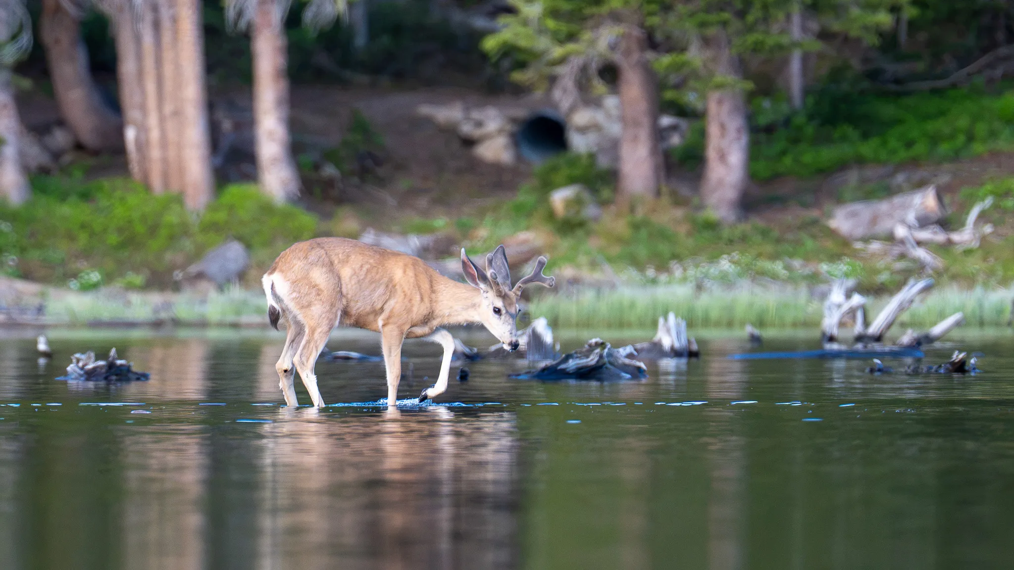 A mule deer buck wades into the shallows of Brainard Lake, lowering its head among weathered driftwood.