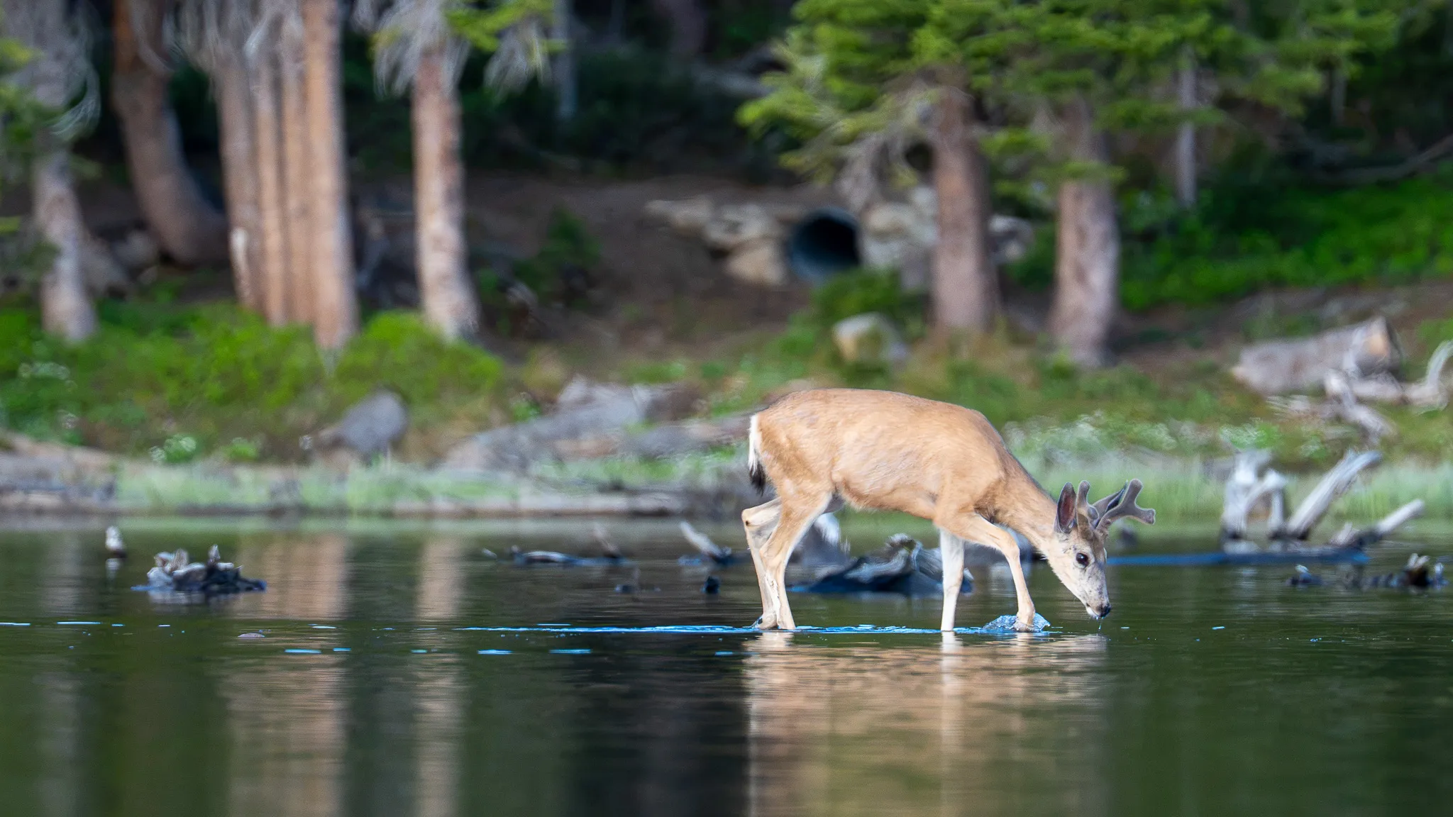 A mule deer buck dips its muzzle to drink from the glassy surface of Brainard Lake, its reflection mirrored below.