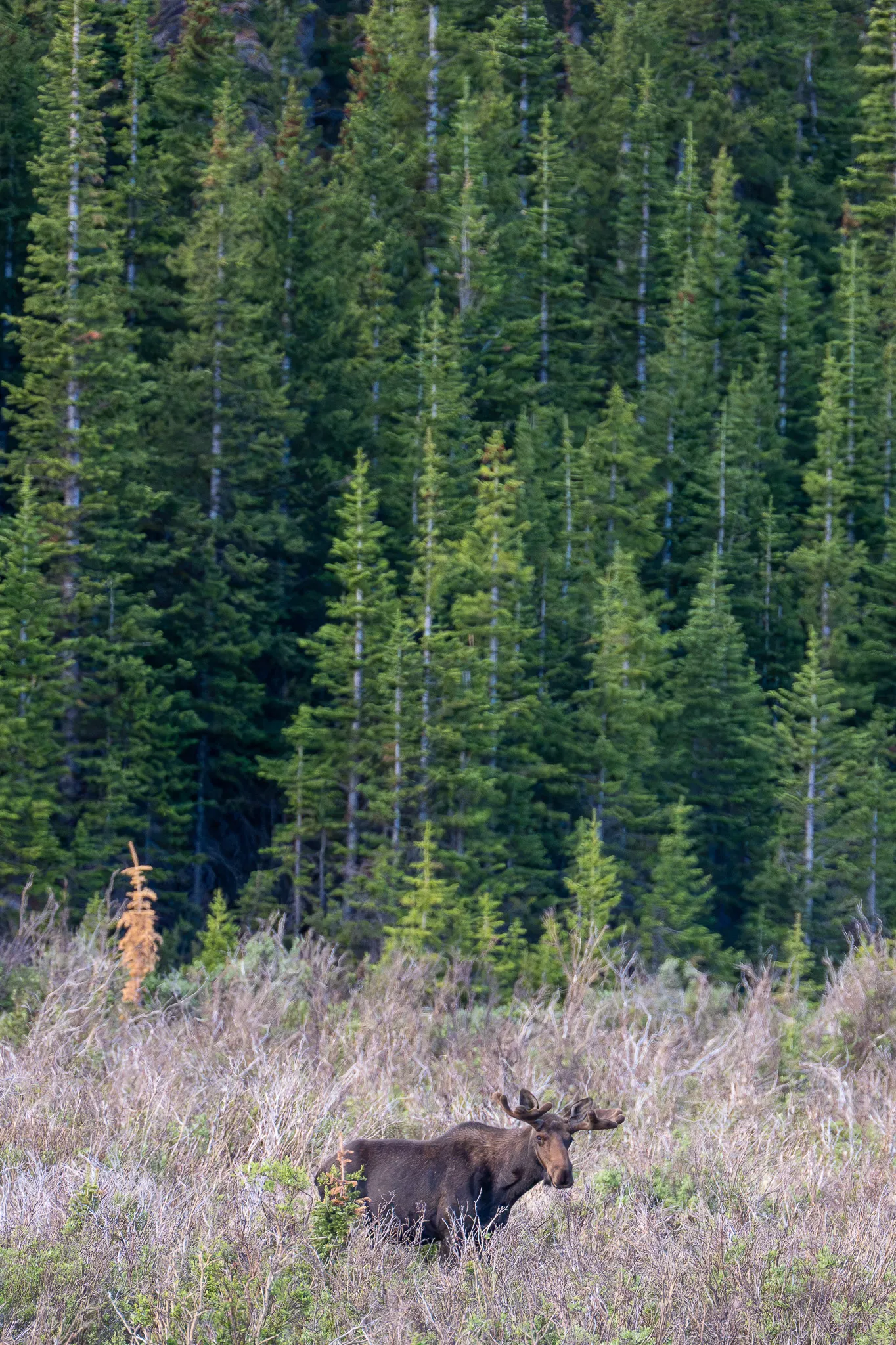 A bull moose grazes in a grassy meadow dwarfed by a dense wall of subalpine spruce at Brainard Lake.