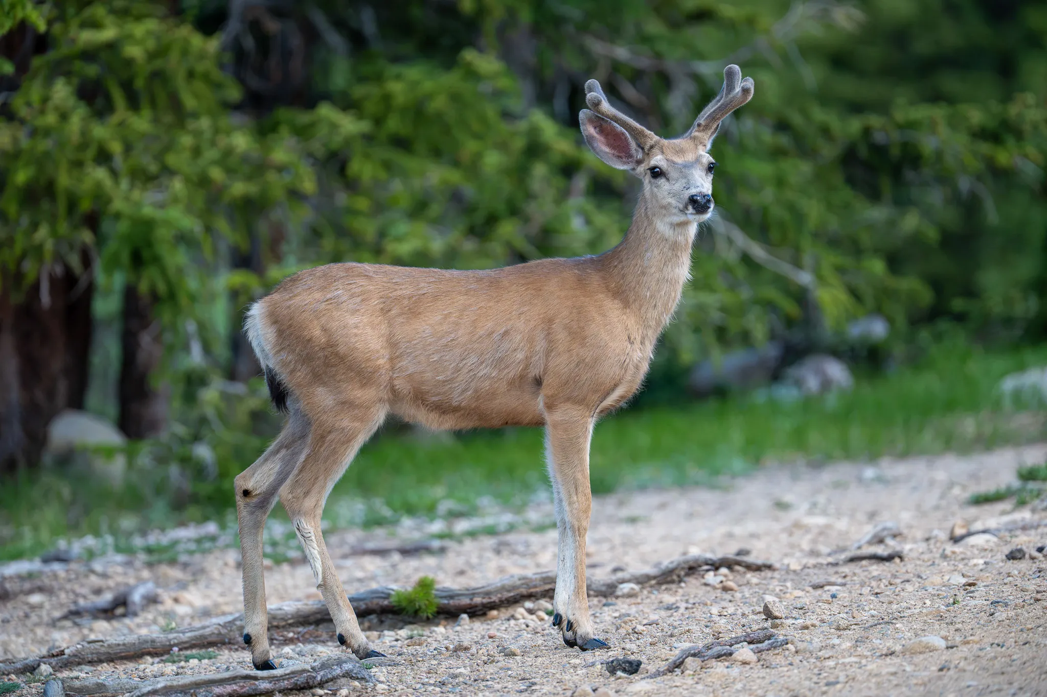 A mule deer buck in velvet stands broadside on a gravel trail in soft morning light, conifer forest behind.