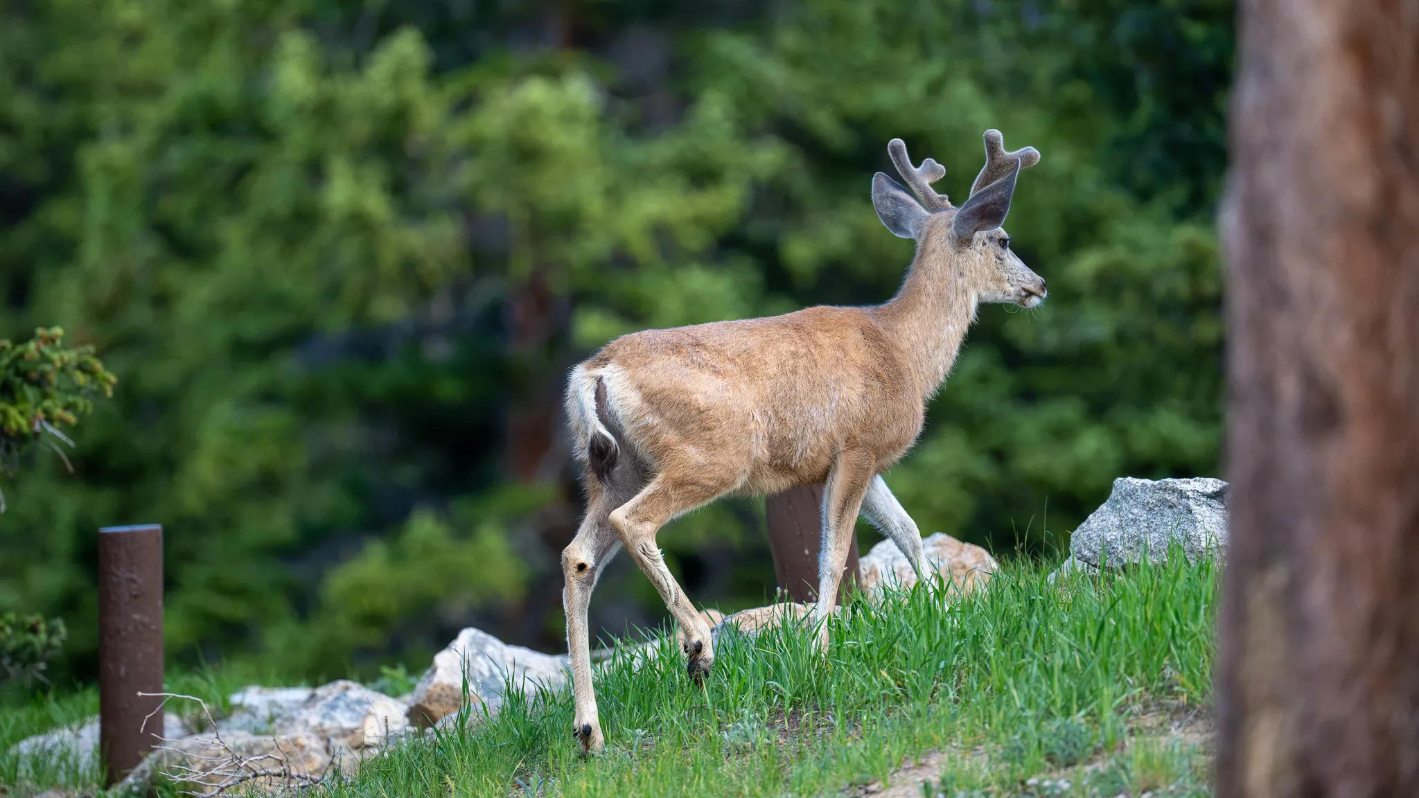 A mule deer buck in velvet strides across a grassy clearing scattered with granite, spruce rising behind.