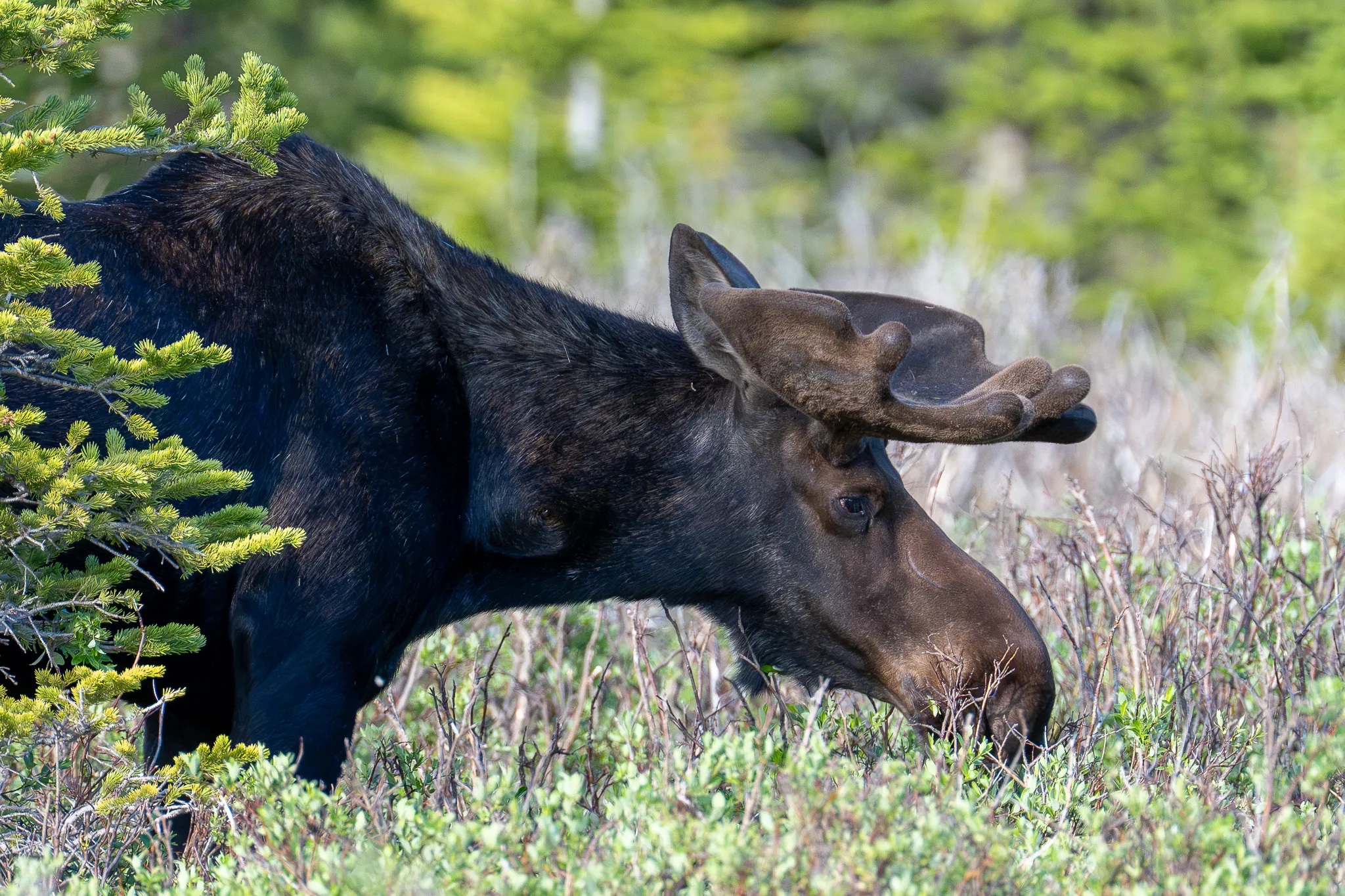 A young bull moose lowers its head to browse, velvet-covered antlers and long muzzle close in the morning light.