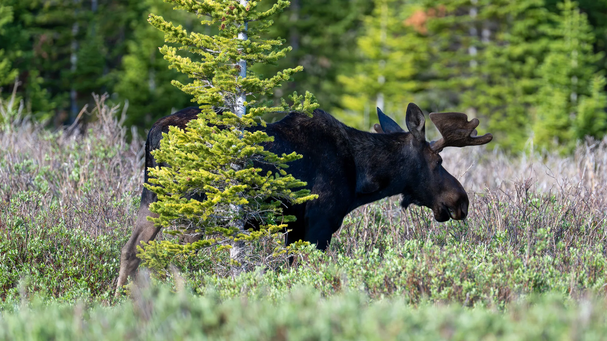 A bull moose stands among willow shrubs beside a small spruce, antlers in velvet, gazing across the wetland.