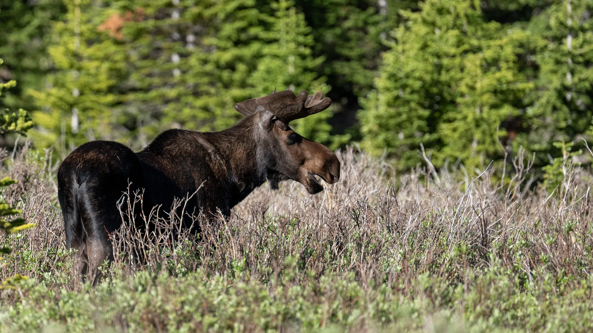 A bull moose feeds across an open meadow at Brainard Lake, head lowered among the low brush in early light.