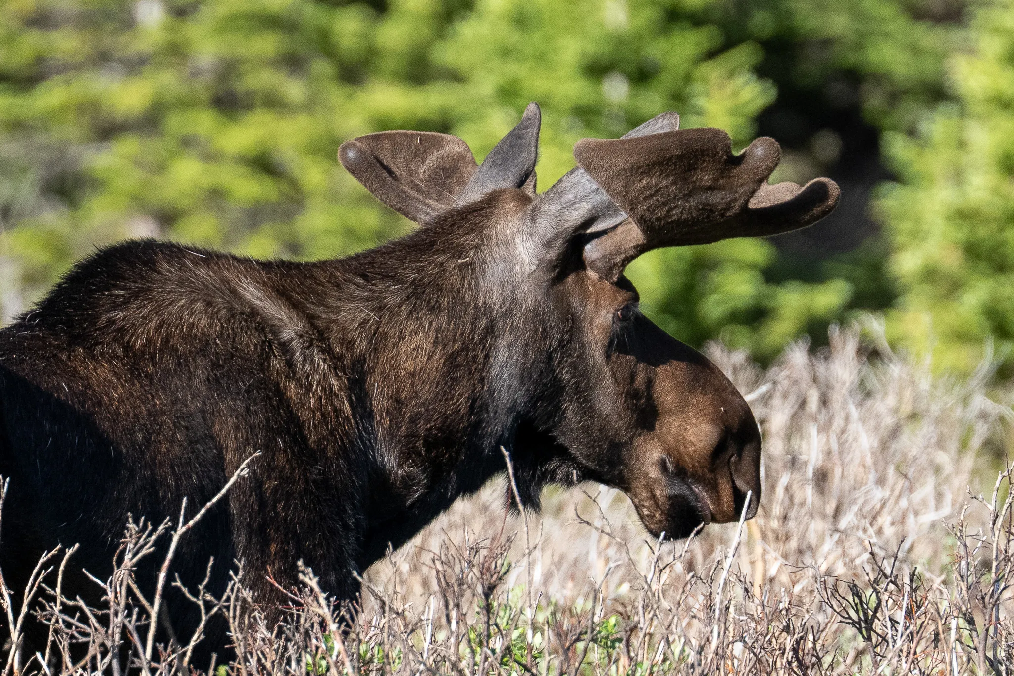 A bull moose in velvet feeds at sunrise, warm light raking across its dark coat and broad palmate antlers.