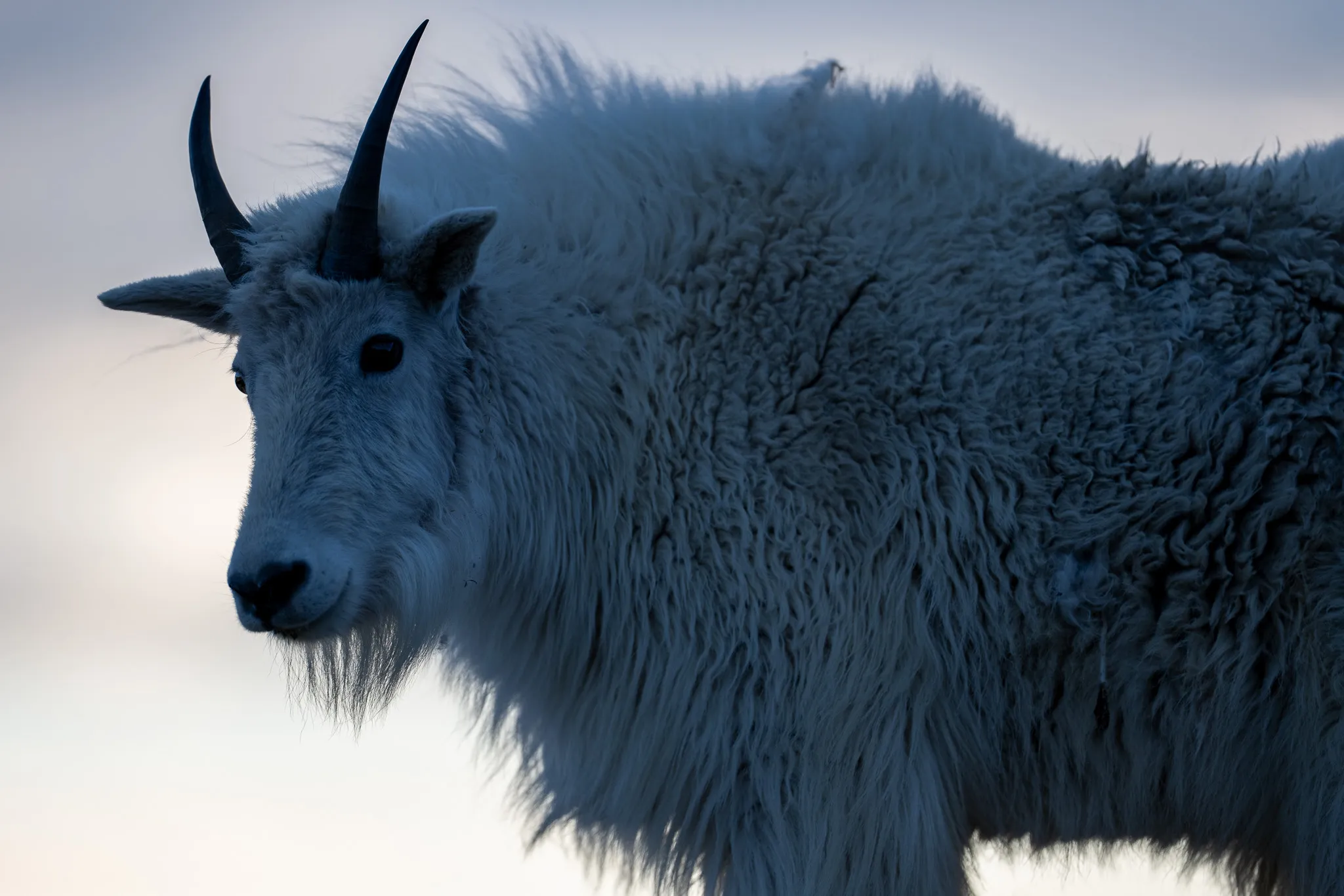 A Rocky Mountain goat in profile at dawn, its shaggy white coat rimmed in cool blue light, dark curved horns above a long-bearded face.