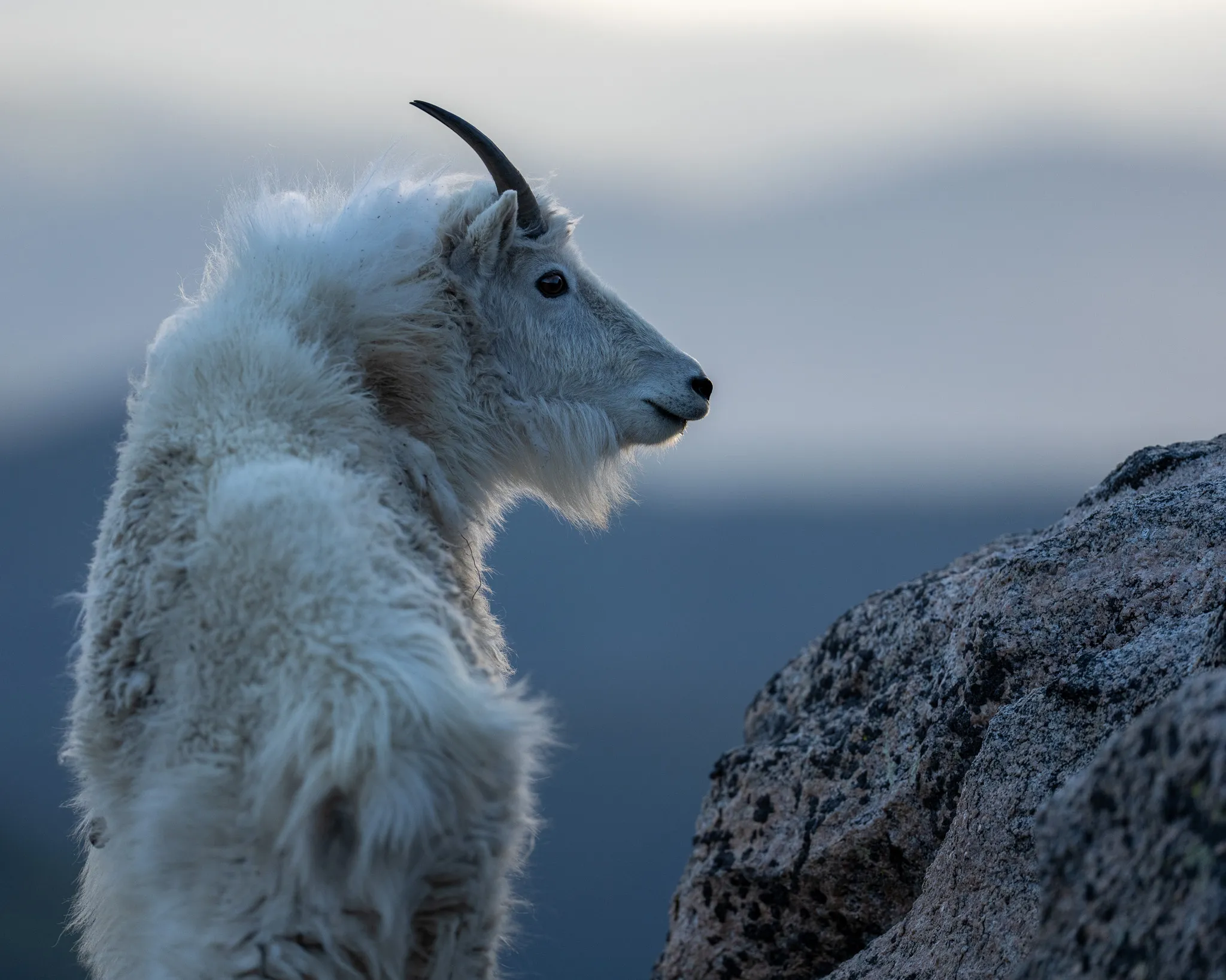 A young Rocky Mountain goat looks back over its shoulder beside a granite boulder, soft blue mountains fading into the distance behind it.