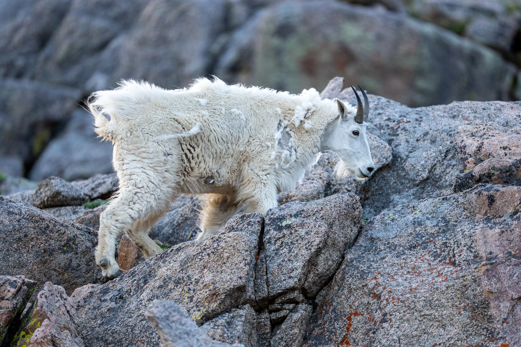 A Rocky Mountain goat in shedding summer coat picks its way headfirst down a jumble of pink alpine granite.
