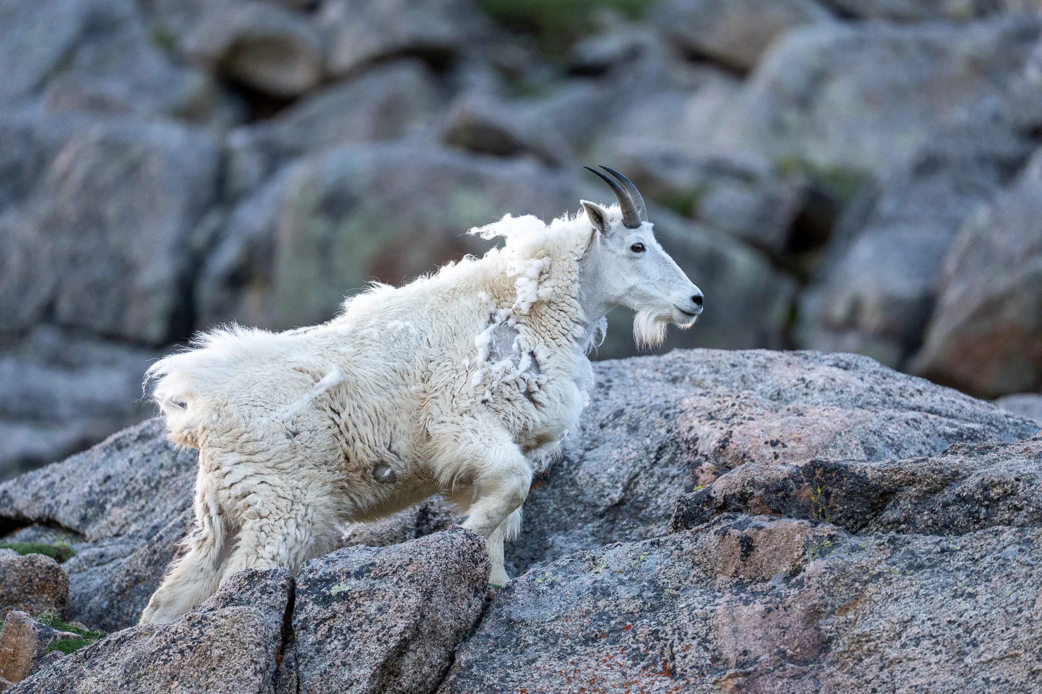 A Rocky Mountain goat climbs upward across rough granite, head raised, patches of winter coat still clinging to its shoulders.