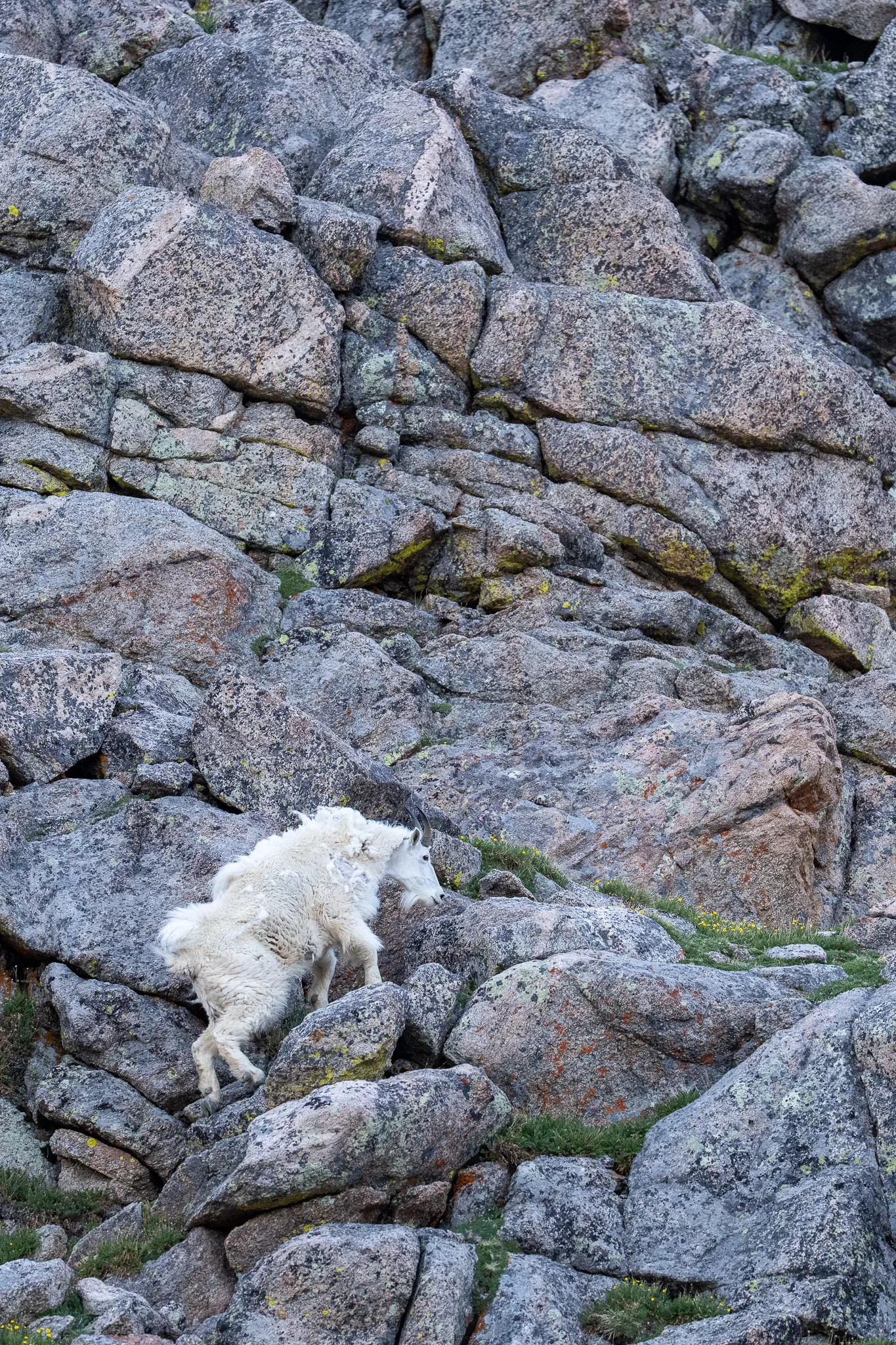 A lone Rocky Mountain goat appears small against a towering wall of fractured alpine granite as it climbs the rock face.