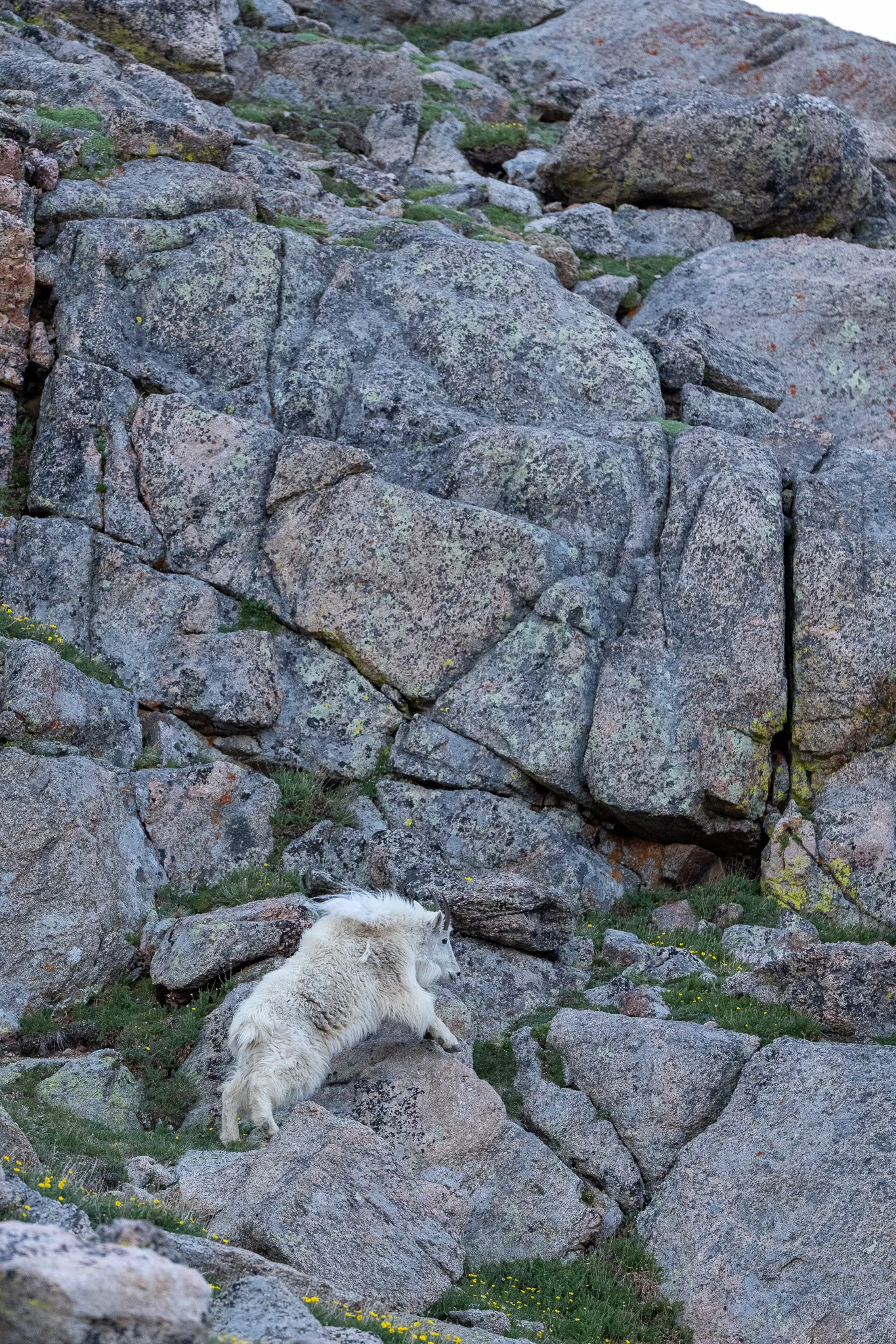 A Rocky Mountain goat climbs between large lichen-covered boulders dotted with alpine grass and wildflowers.
