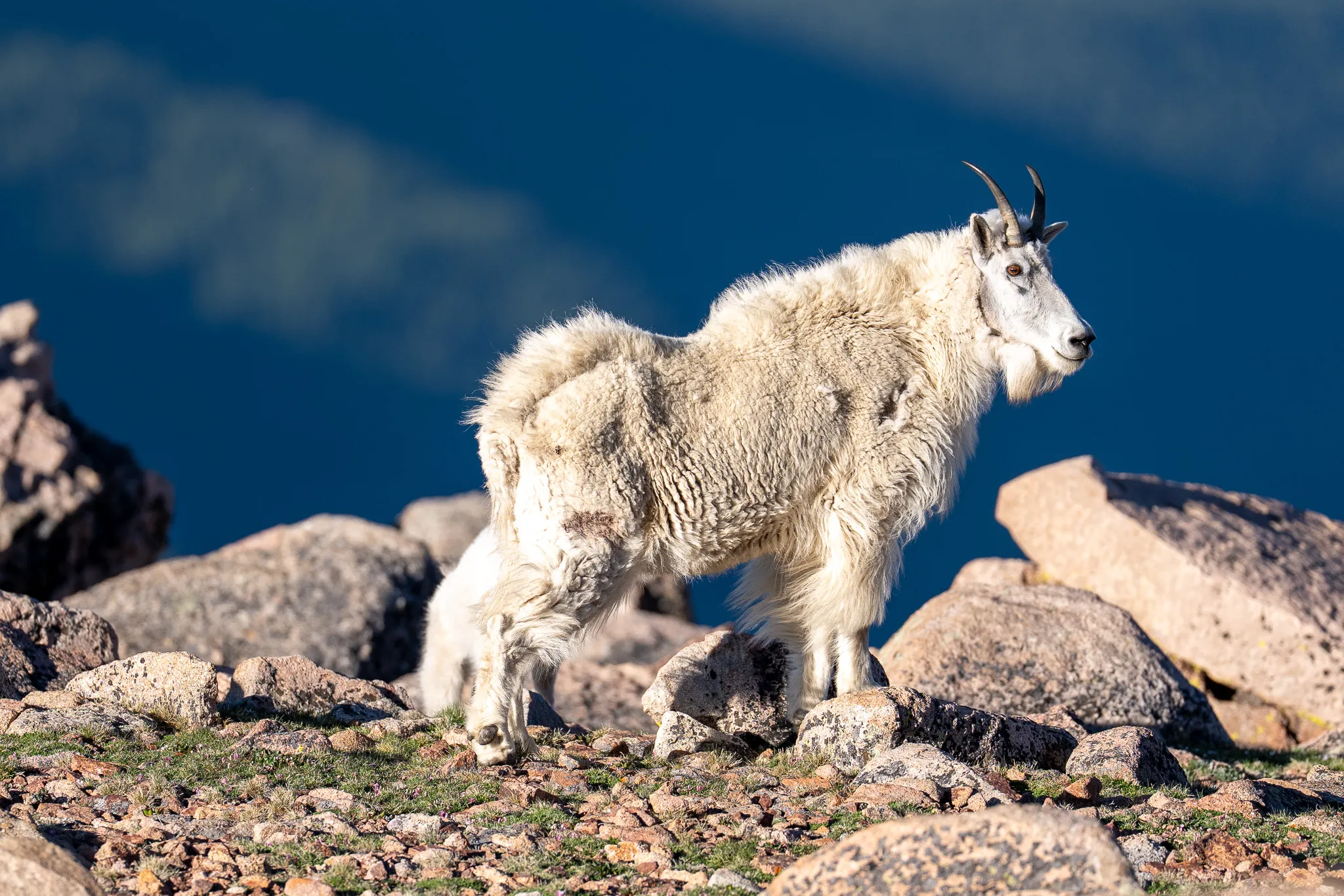 An adult Rocky Mountain goat stands broadside on open alpine tundra, its white coat bright against a deep blue shadowed valley.