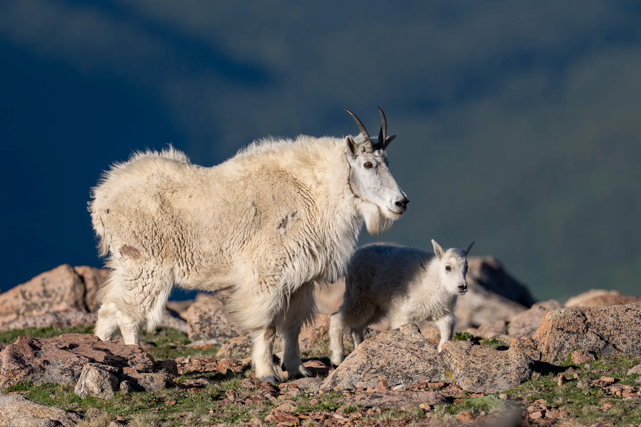 A nanny Rocky Mountain goat stands over her kid on alpine tundra, both facing right against a dark blue mountain backdrop.