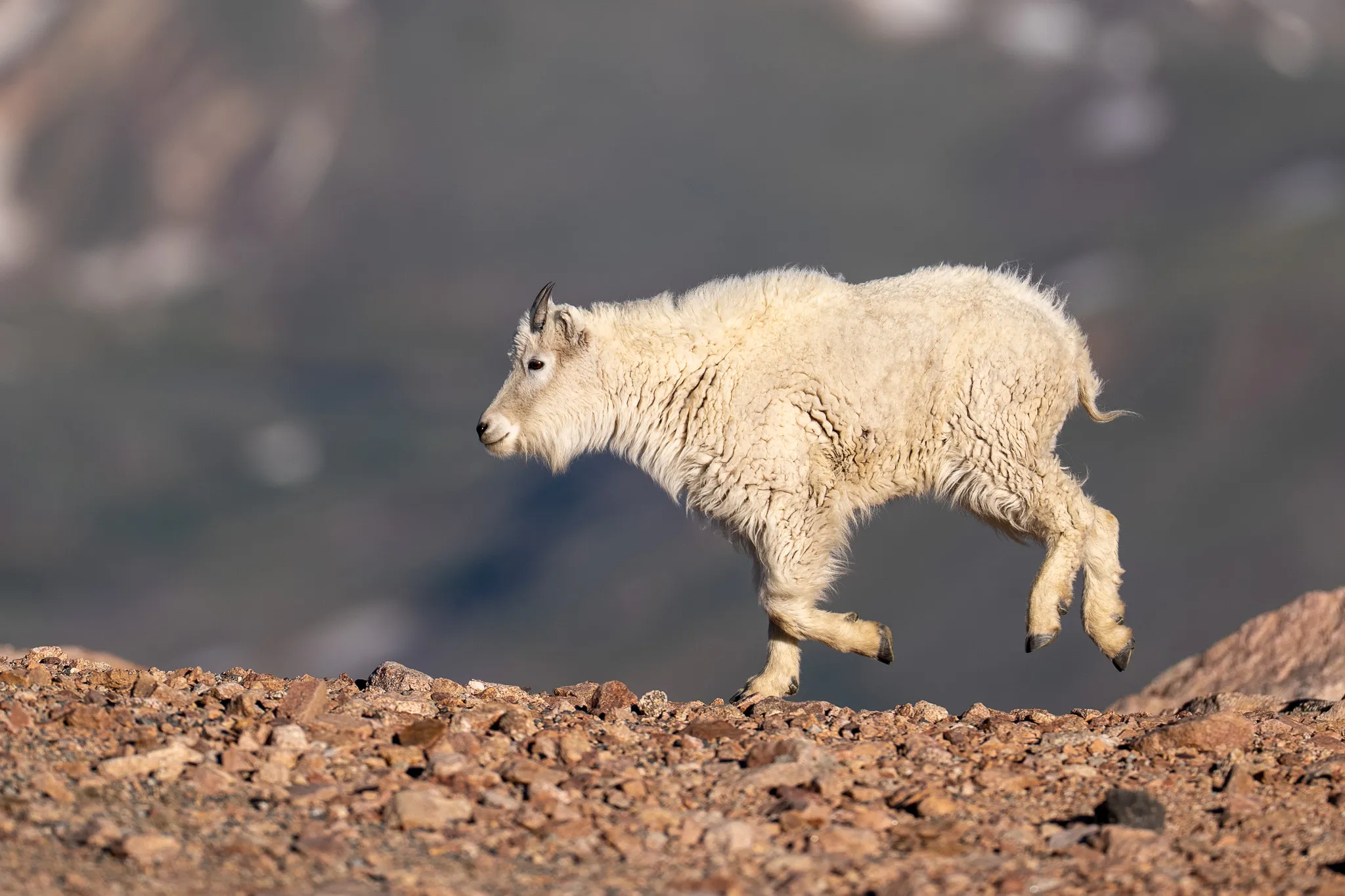 A young Rocky Mountain goat kid runs across a rocky ridgeline mid-stride, legs extended, against a softly blurred alpine background.