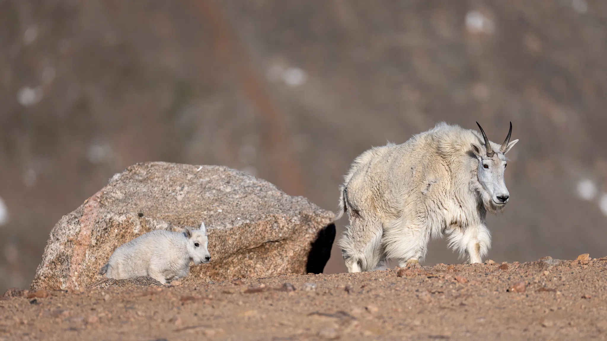 A nanny Rocky Mountain goat walks across a barren slope while her small kid follows from behind a large boulder.