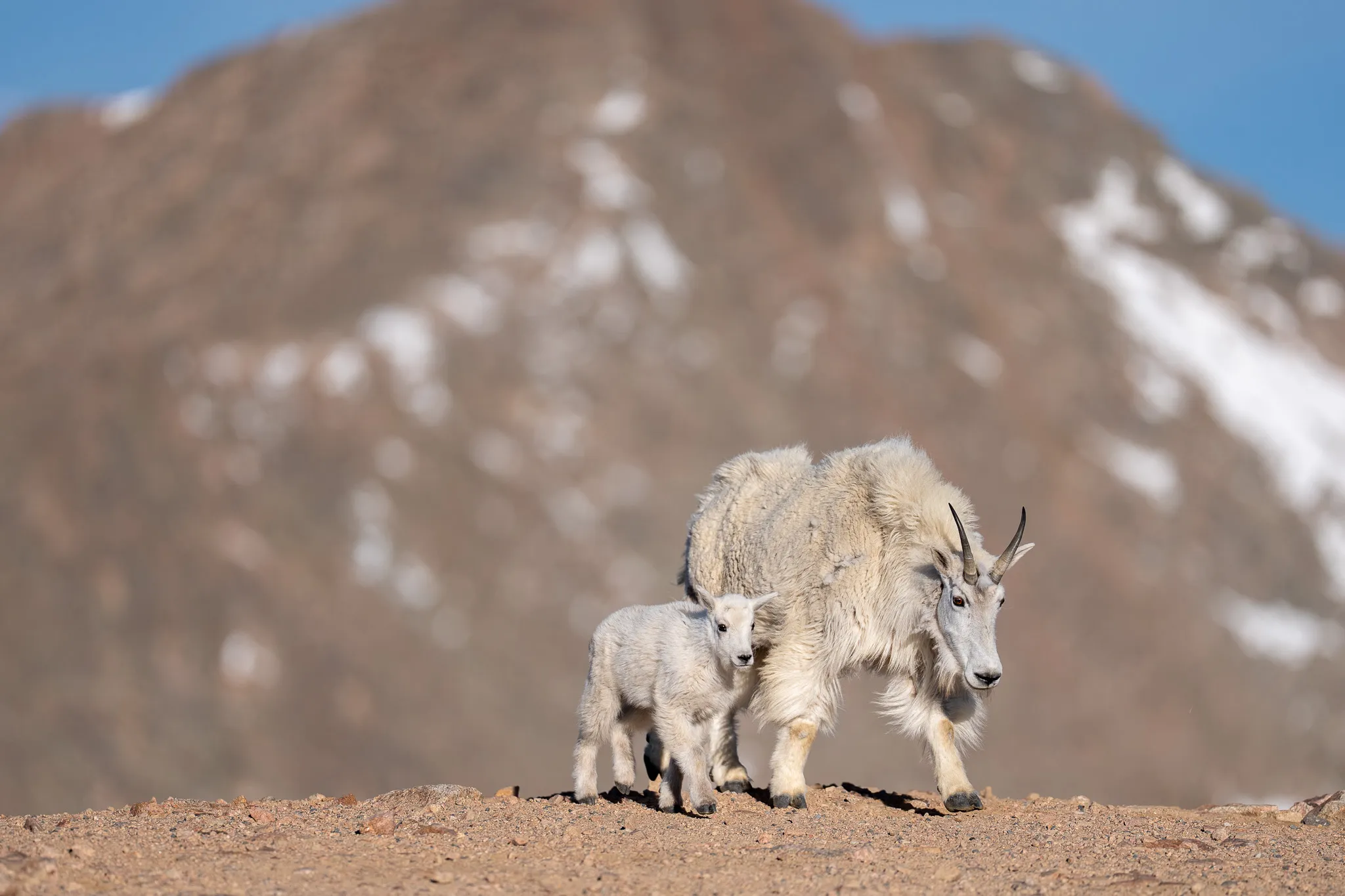 A nanny Rocky Mountain goat and her kid cross a gravel ridge with the snow-streaked summit of Mount Blue Sky rising behind them.