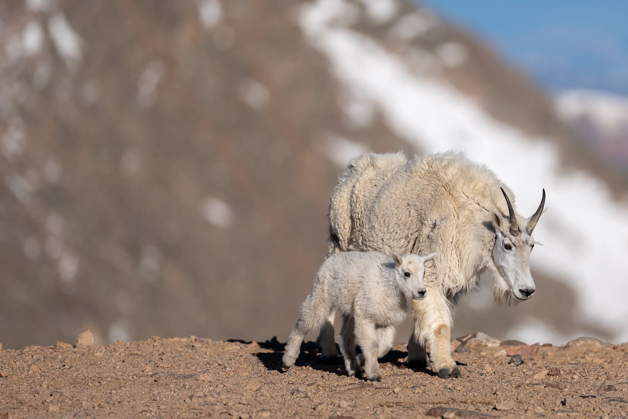 A nanny Rocky Mountain goat and her kid walk together across the alpine, a snowfield blurred on the slope behind them.