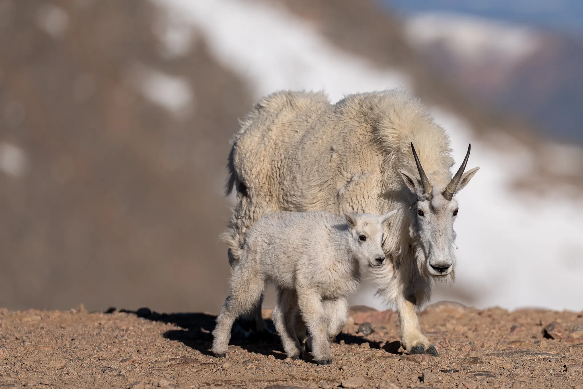 A Rocky Mountain goat kid walks tucked close against its mother's side, the pair crossing rocky ground below a snowy slope.