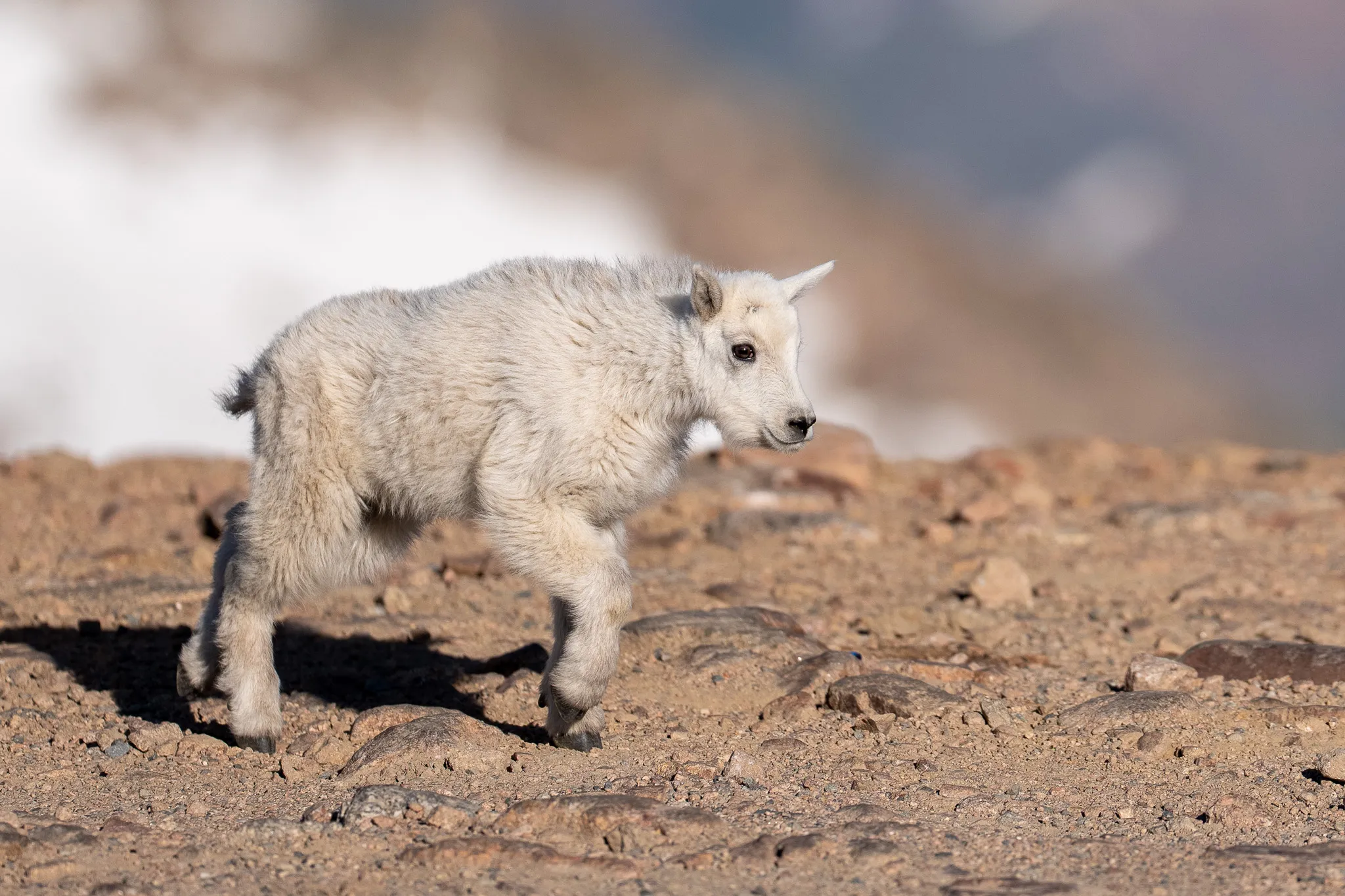 A young Rocky Mountain goat kid walks alone across rocky alpine ground, its pale fluffy coat bright against a soft snowy background.