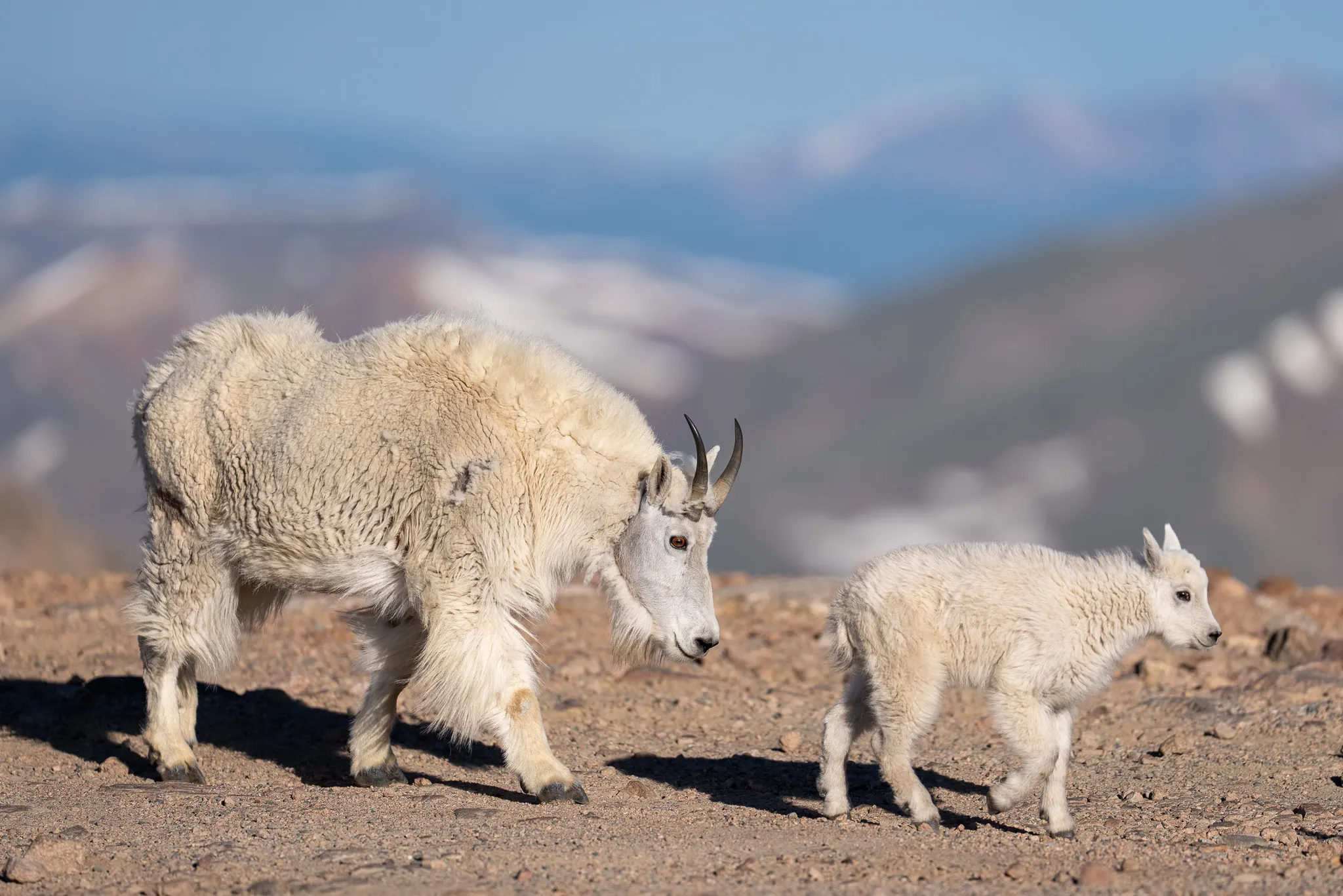 A nanny Rocky Mountain goat and her kid walk across high tundra with distant snow-capped Colorado ranges receding into blue haze.