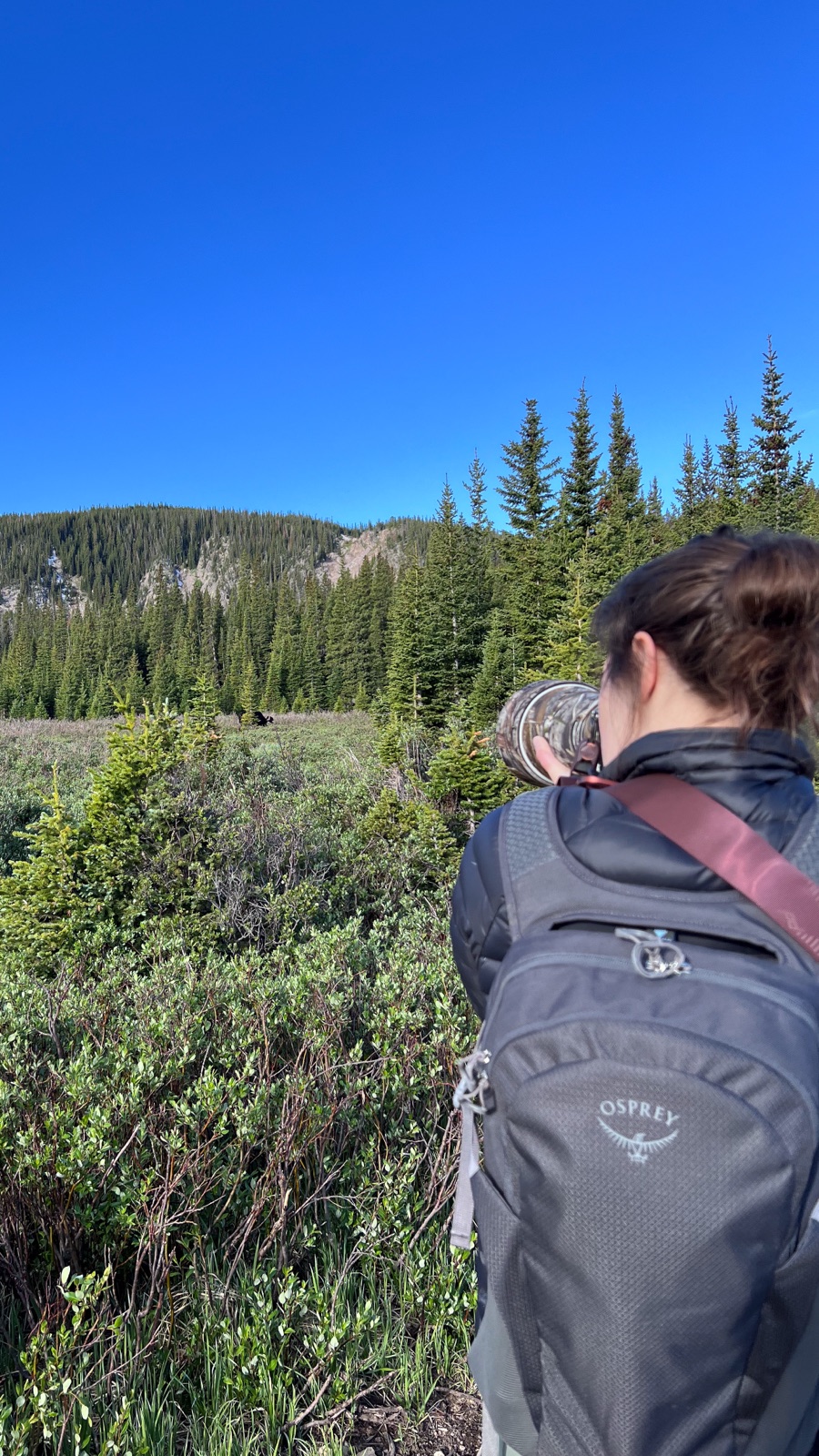 Leah in the field photographing wildlife with a telephoto lens, a moose visible across the meadow beyond.